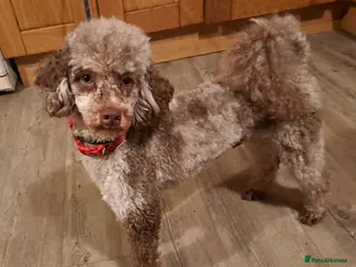 Miniature Poodle dogs Proven Chocolate Merle Poodle available for stud - Advert 15