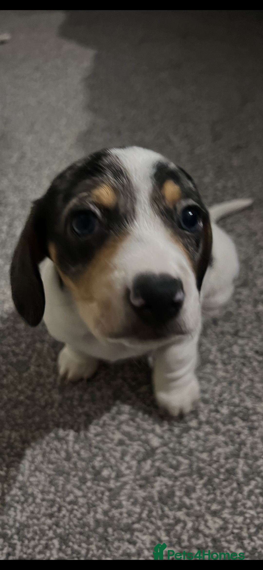 Dachshund dogs for sale: Beautiful white with grey marking  - Advert 3