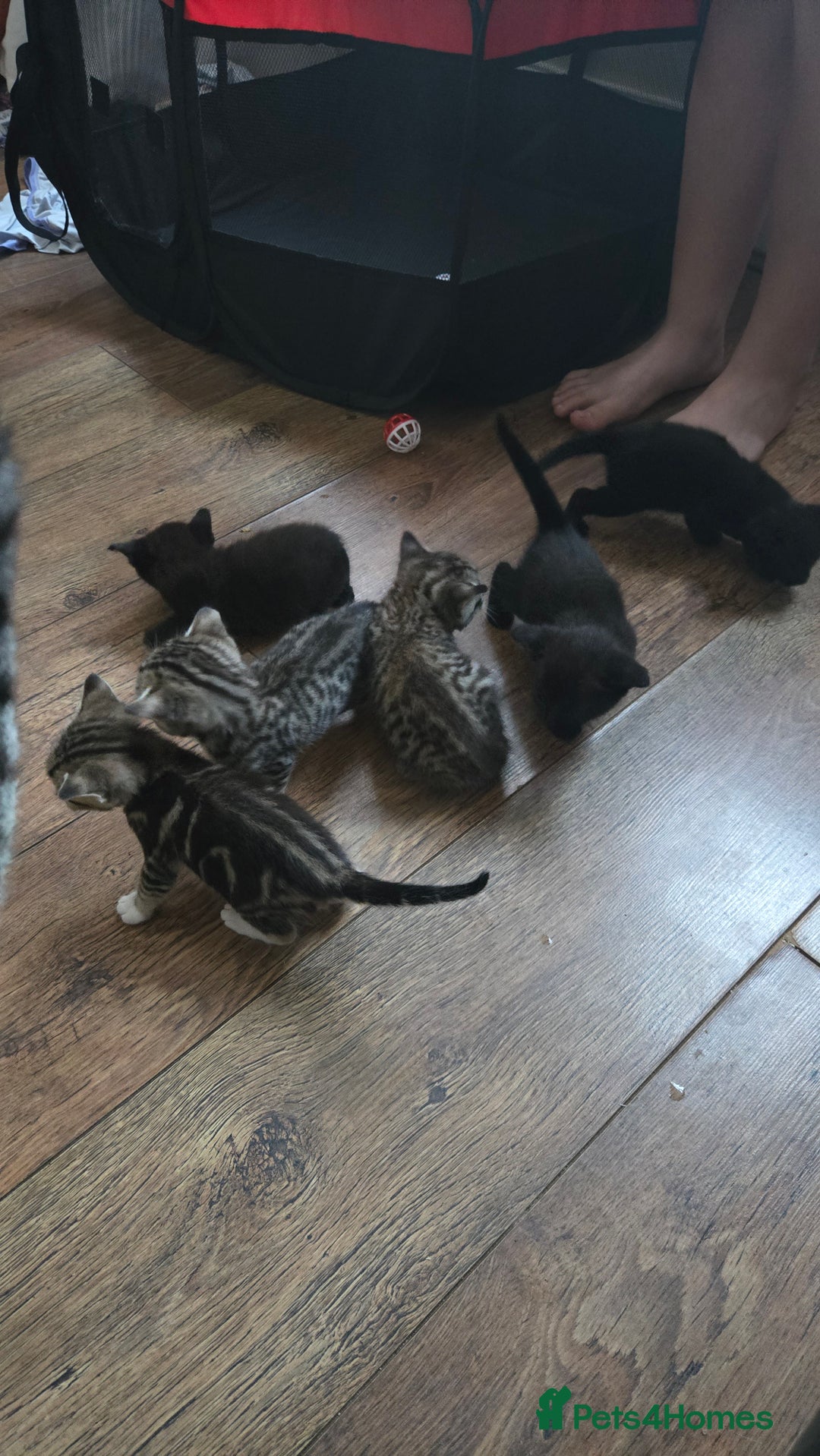 British Shorthair cats for sale: 6 beautiful mixed kittens - Image 5