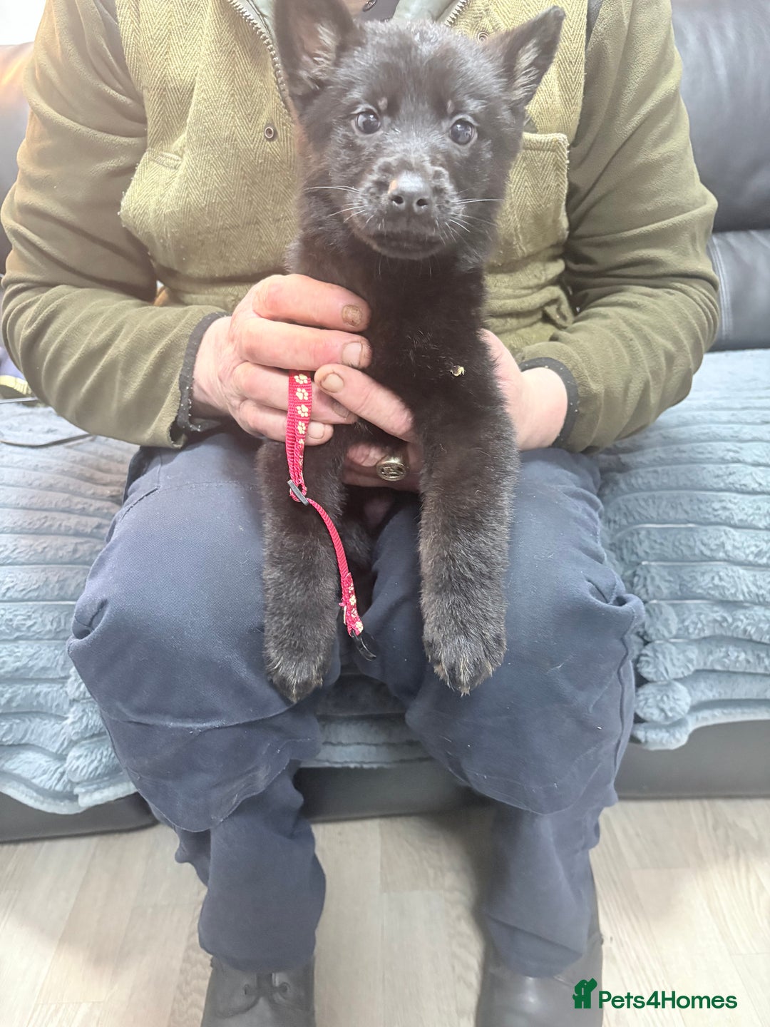 German Shepherd dogs for sale: German shepherd puppies - Advert 2