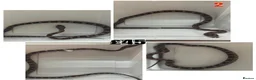 Corn Snake reptiles for sale: Baby Corn Snakes 🐍  - Advert 28
