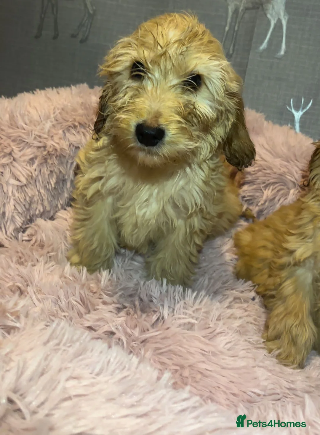 Cockapoo dogs for sale: Cockapoo puppies for sale  - Advert 12