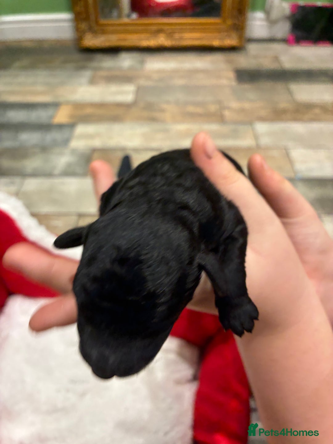 Miniature Poodle dogs for sale: beautiful miniature poodles  - Advert 5