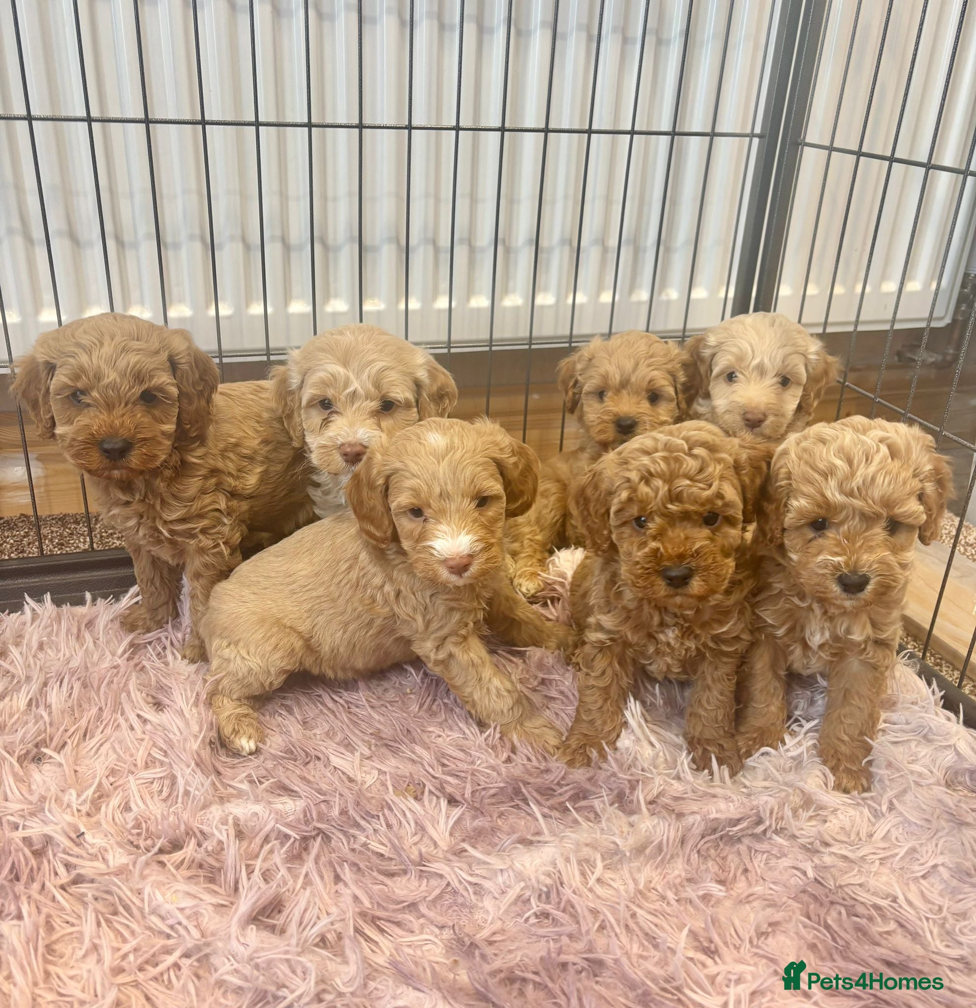 Cockapoo dogs Cockapoo Puppies Ready Now - Advert 1