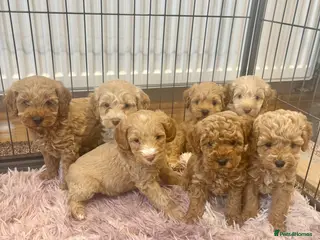 Cockapoo dogs Cockapoo Puppies Ready Now - Advert 6