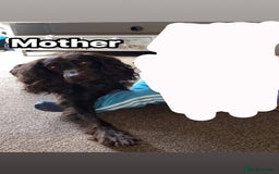 Cocker Spaniel dogs for sale: Cocker spaniels, read description  - Image 5