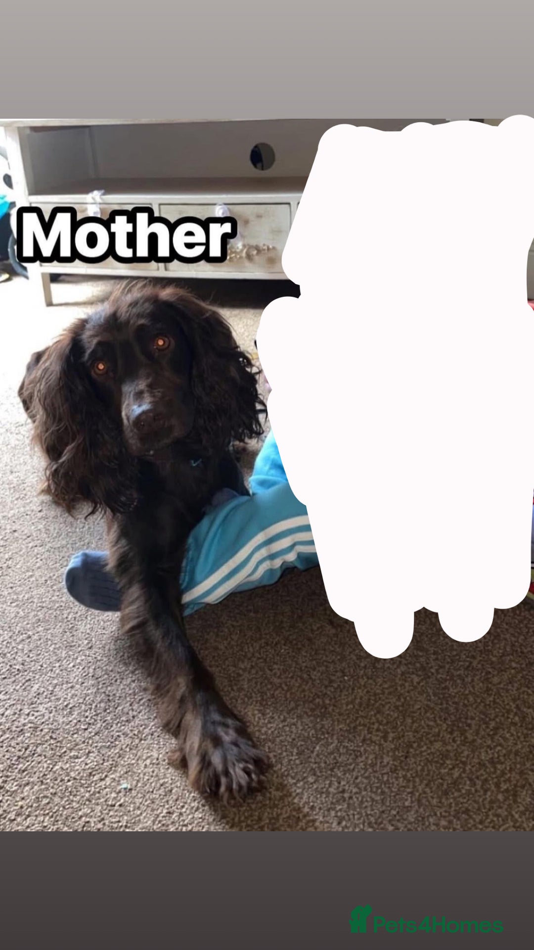 Cocker Spaniel dogs for sale: Cocker spaniels, read description  - Image 5