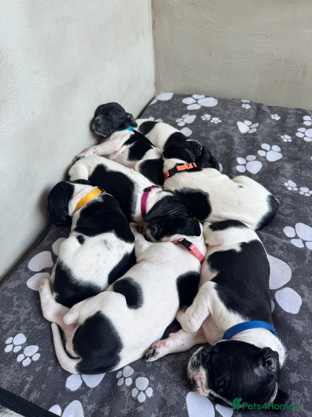 Pointer dogs for sale: English pointer puppies  - Image 10
