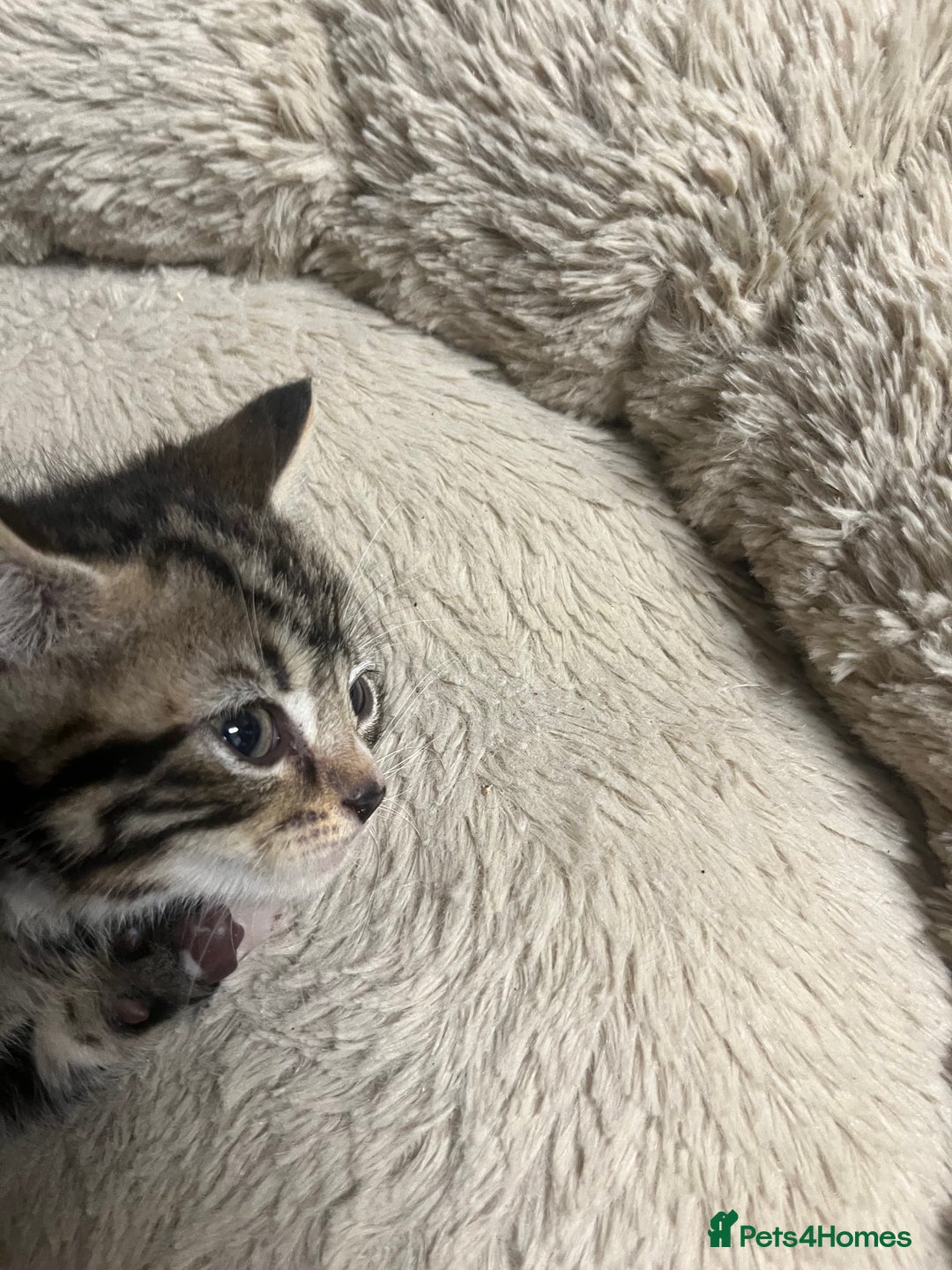 Mixed Breed cats for sale: 🐾 Beautiful 6week old mix tabby Kittens - Advert 17