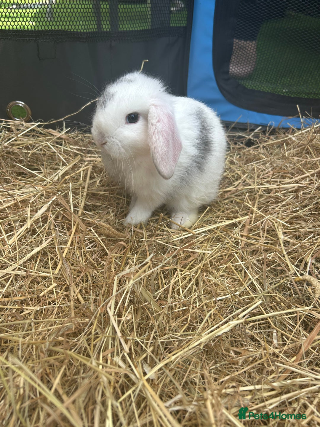 Mini Lop rabbits for sale: mini lops  - Image 9