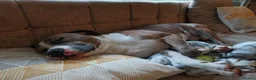Mixed Breed dogs for stud: American Staffordshire Terrier x Staff Bull Terr. - Advert 3