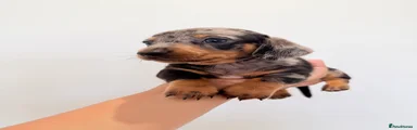 Miniature Dachshund 1