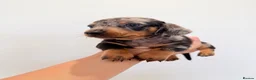 Miniature Dachshund dogs for sale: KC short haired and long haired puppies  - Advert 27