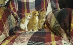 Mixed Breed cats for sale: Beautiful fluffy kittens for sale. - Image 6