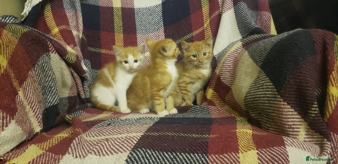 Mixed Breed cats for sale: Beautiful fluffy kittens for sale. - Image 6