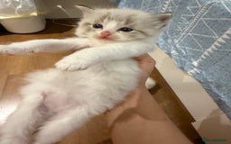 Ragdoll cats for sale: Beautiful Ragdoll gccf registered - Image 10