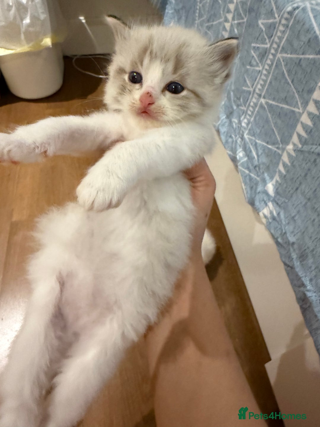 Ragdoll cats for sale: Beautiful Ragdoll gccf registered - Image 10