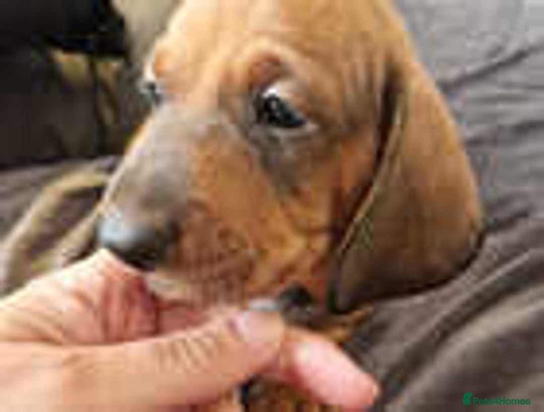 Miniature Dachshund dogs for sale: Miniature dachshund  - Image 3