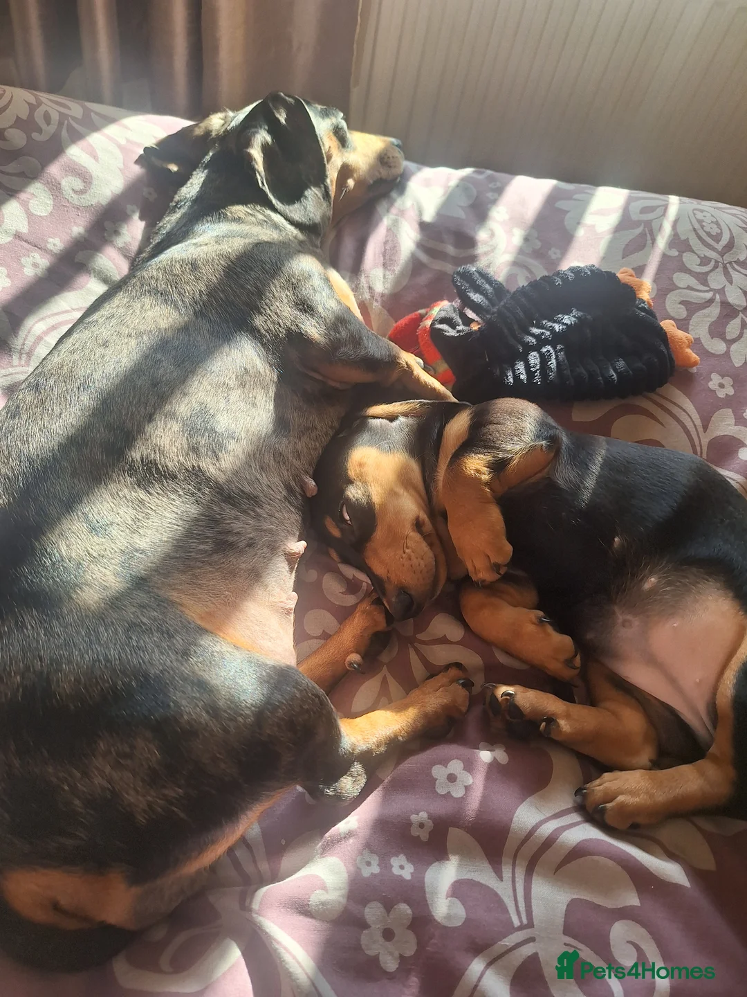 Dachshund dogs for sale: Black and tan female available  - Advert 2