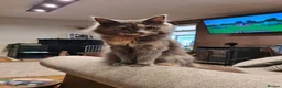 Maine Coon cats for sale: Two female mainecoons - Advert 2