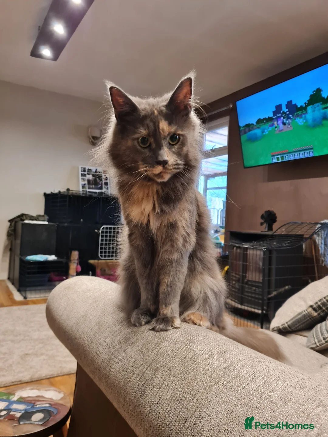 Maine Coon cats for sale: Two female mainecoons - Advert 2