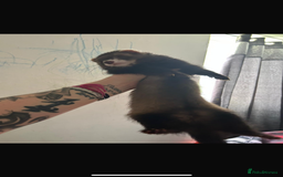 Ferret rodents for sale: 2 year old male ferret  - Image 6