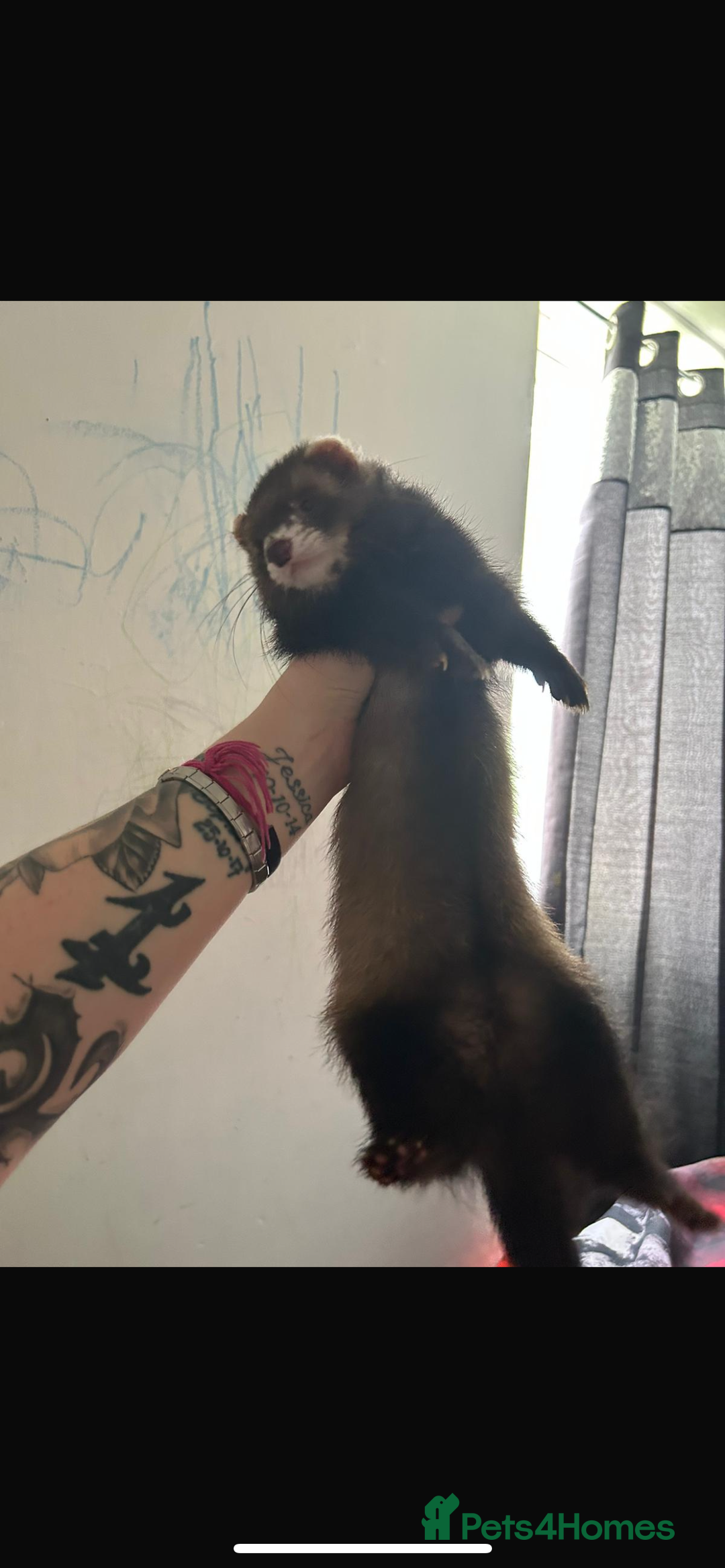 Ferret rodents for sale: 2 year old male ferret  - Image 6