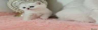 British Shorthair Kitten 1