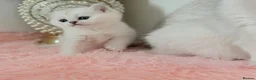 British Shorthair cats for sale: 😻TICA British Shorthair kittens 😻 - Advert 35