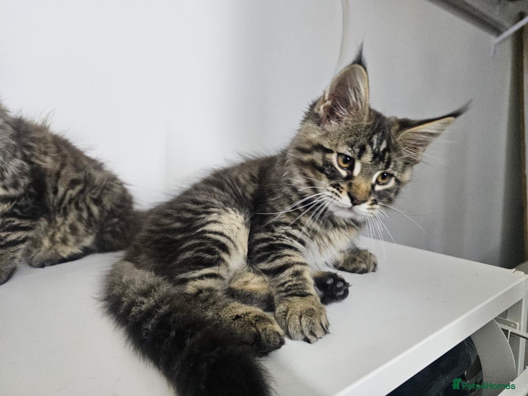 Maine Coon cats for sale: Pedigree Maine Coon boys from tested parents  - Image 8