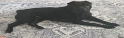 Mixed Breed dogs for sale: Beautiful Sharpei Puppies  in Liverpool - Advert 5