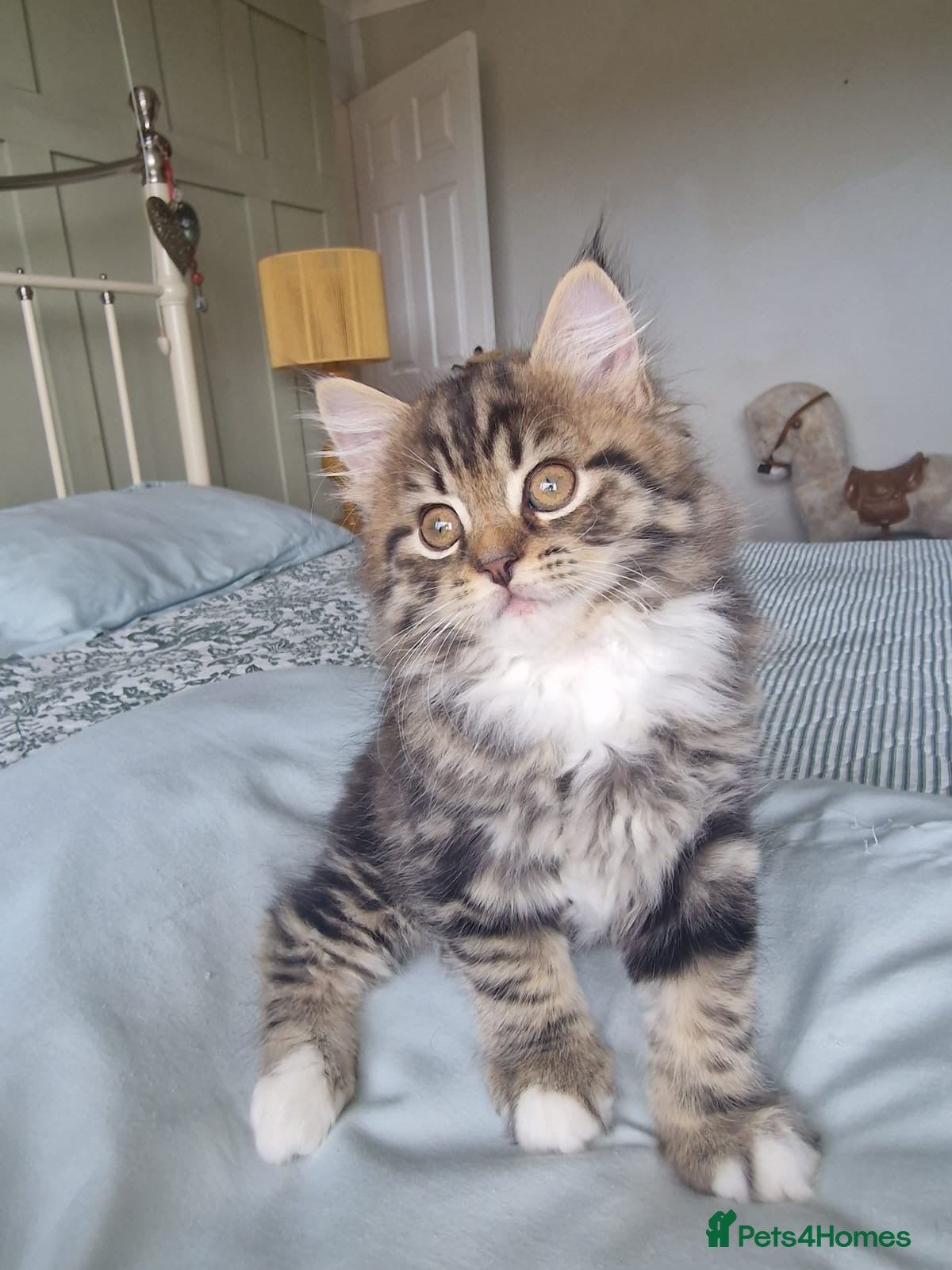 Mixed Breed cats 4 beautiful domestic longhair mixed kittens - Advert 10