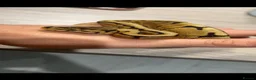 Python Snake reptiles for sale: Spider 66% het albino clown royal python  in Ellesmere Port - Advert 2