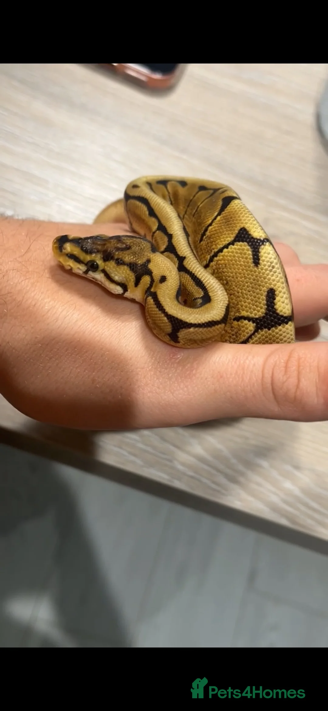 Python Snake reptiles for sale: Spider 66% het albino clown royal python  in Ellesmere Port - Advert 2