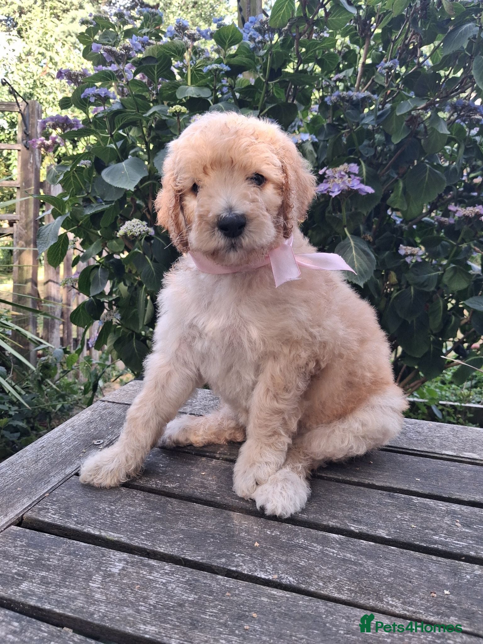 Standard Poodle dogs Standard Poodle Pups, KC Pedigree, Last few left - Advert 2