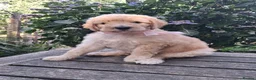 Standard Poodle dogs for sale: Six Standard Poodle Pups, KC Reg Champion Pedigree - Advert 7