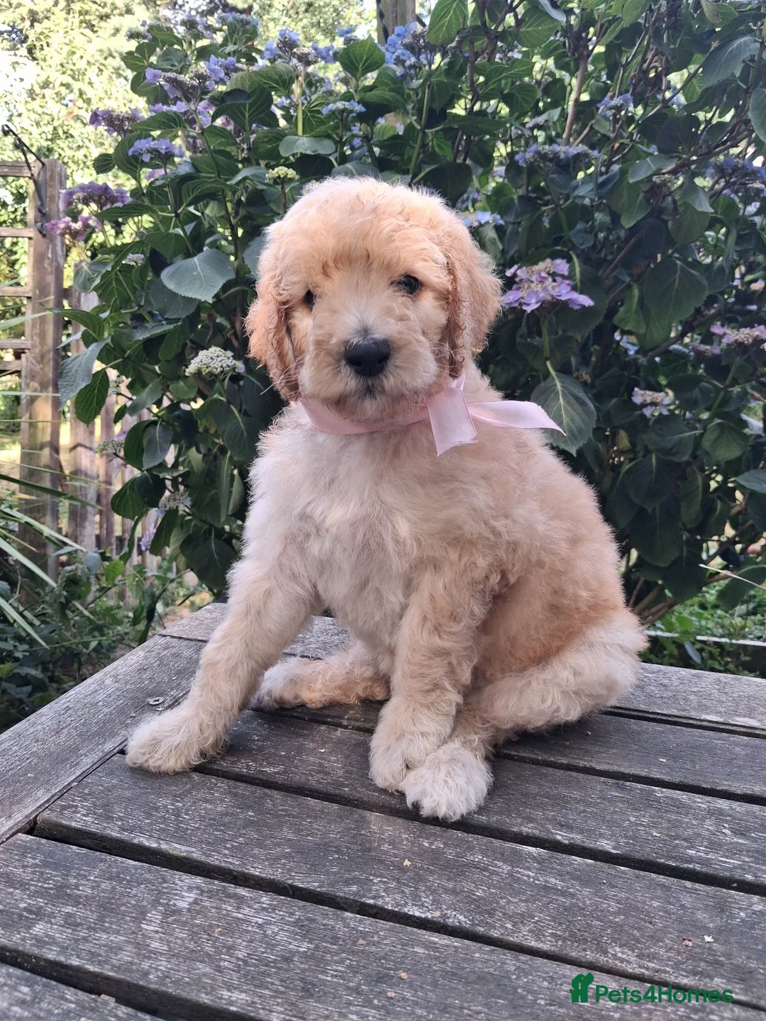 Standard Poodle dogs for sale: Standard Poodle Pups, KC Pedigree, All sold - Advert 1
