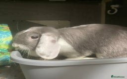 Mini Lop rabbits for sale: Downsizing various mini lops - Image 5