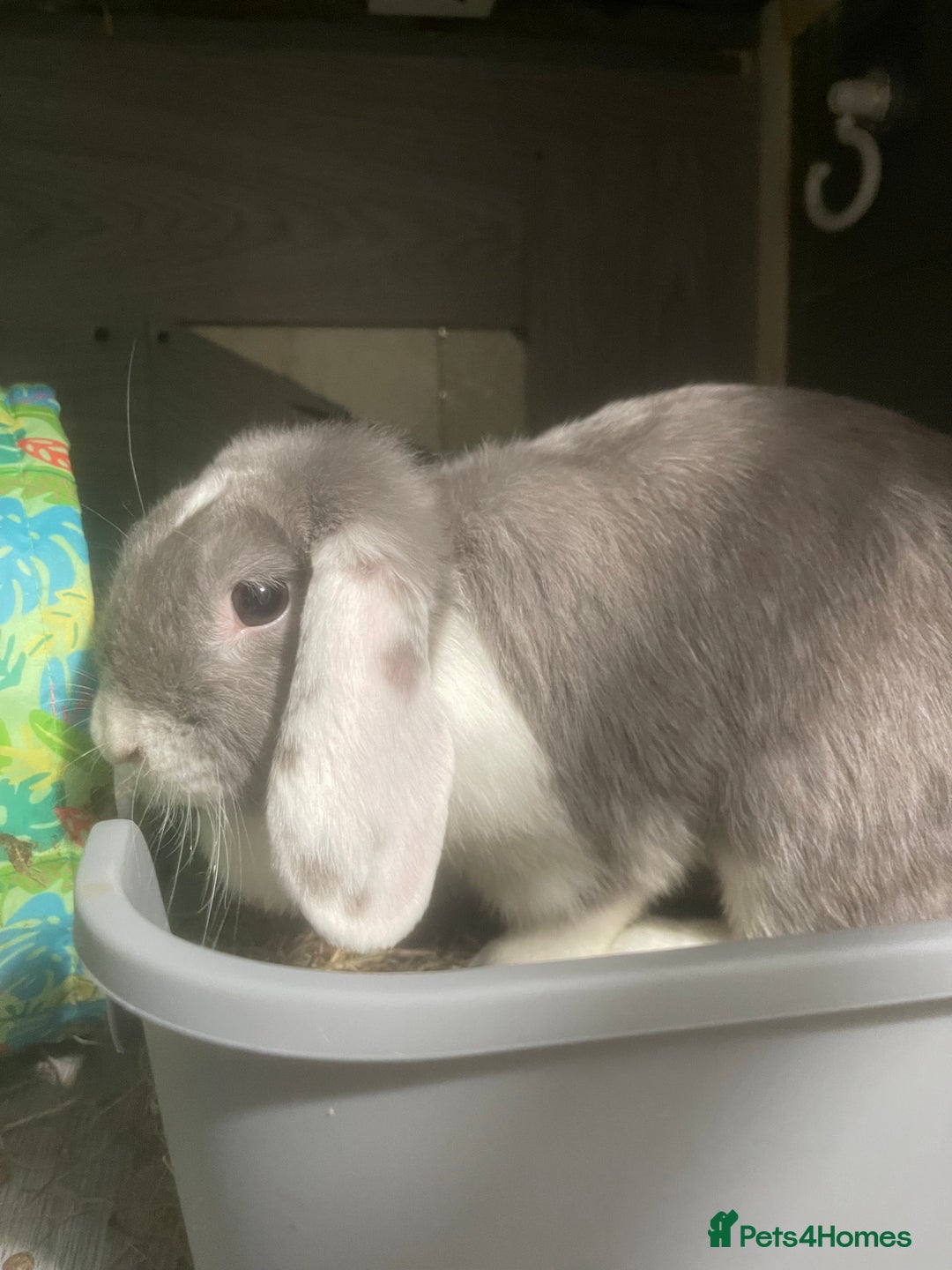 Mini Lop rabbits for sale: Downsizing various mini lops - Image 5