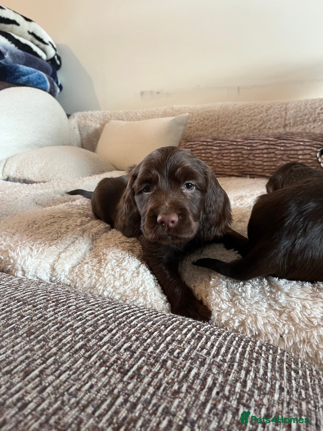Sprocker dogs for sale: HEALTH TESTED cocker/springer spaniel puppies   - Image 14