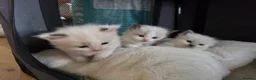 Ragdoll cats for sale: Adorable little Ragdolls  - Advert 5