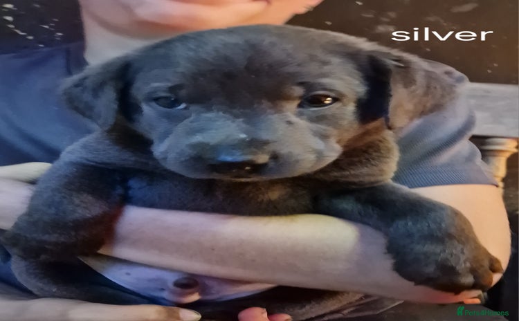 Labrador Retriever dogs - Advert 1