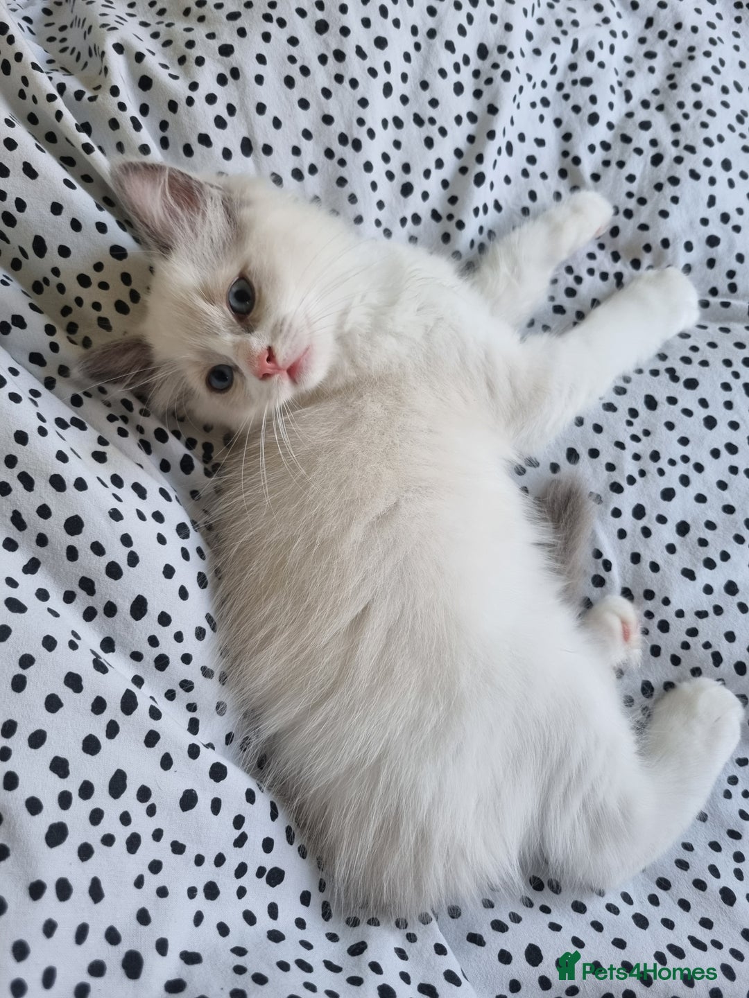 Ragdoll cats for sale: Beautiful Fluffy Ragdoll Kittens 💕🐱 - Image 8