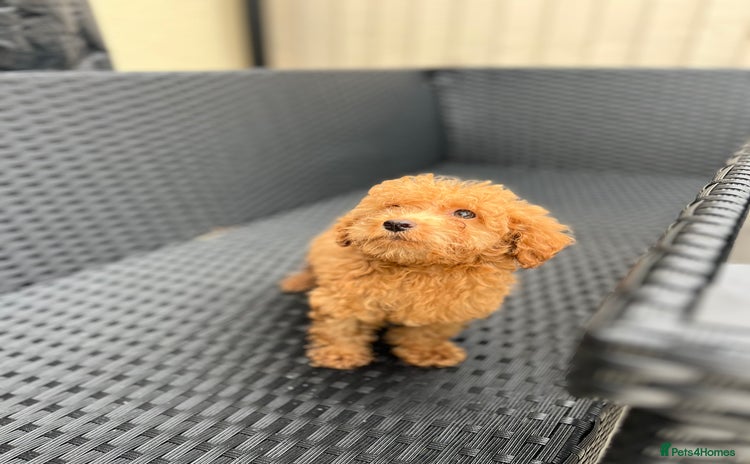 Miniature Poodle dogs - Advert 9