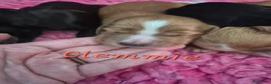 Clemmie