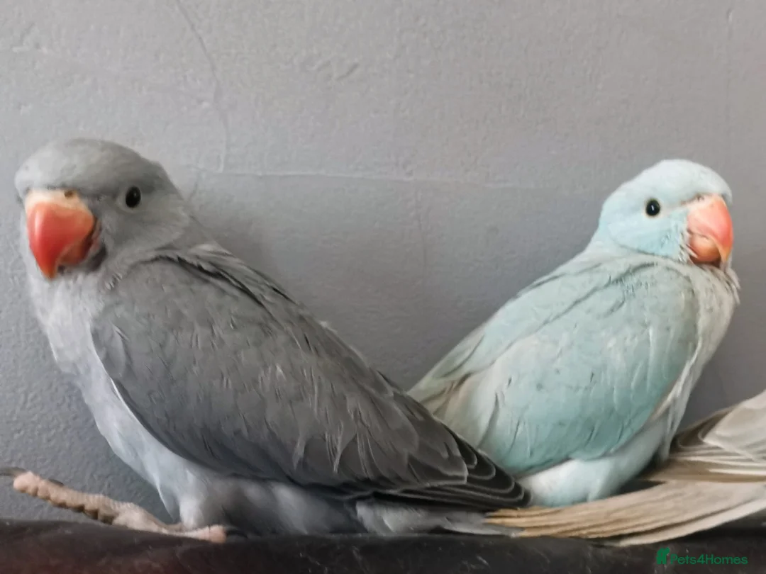 Ringnecks birds for sale: Ringneck babies  in Holywell - Advert 1