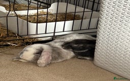 English Lop rabbits for sale: Two domestic lop rabbits - Image 4