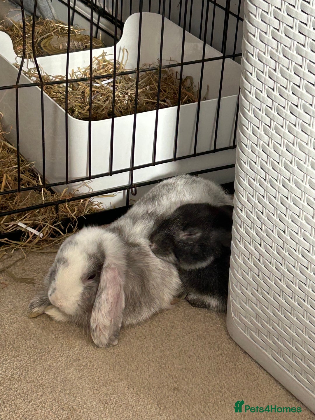 English Lop rabbits for sale: Two domestic lop rabbits - Image 4