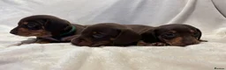 Miniature Dachshund dogs for sale: Pedigree Chocolate & Tan Miniature Dachshunds - Advert 12