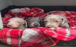 Miniature Dachshund dogs for sale: Stunning Minature Dachshund Babies - Image 5